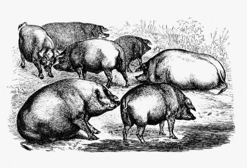 Vintage Schweine - Seidenpapier 10 lb