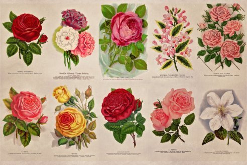 Vintage Blume - Seidenpapier 10 lb