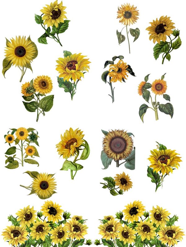 Sunflowers - Belles & Whistles Transfer